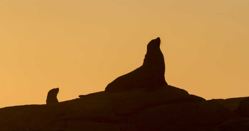 South Boulderbaai Seal silhouetted at sunset art print by Bill Young for $57.95 CAD